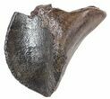 Triceratops Tooth Crown (Partially Rooted) - Montana #53122-1